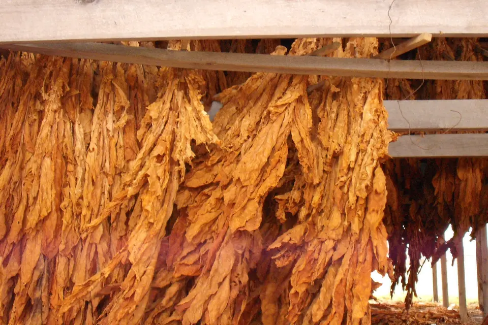 Cigar Wrappers: Colours, Leaf Types and Flavour Explained — golden dried tobacco leaves hanging in bunches inside a curing barn