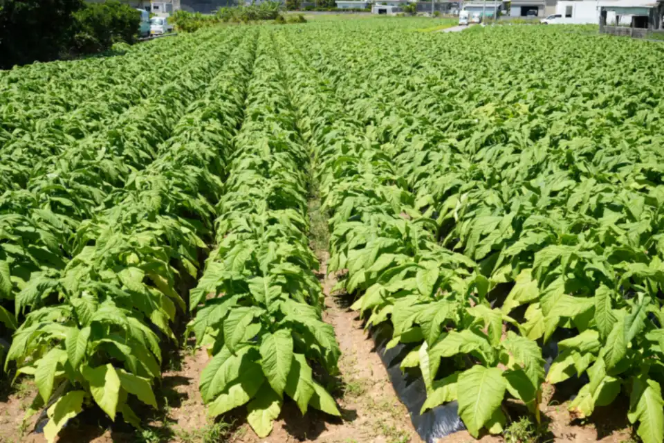 Oliva Cigars: Brand Profile — long rows of leafy green tobacco plants growing in a cultivated field