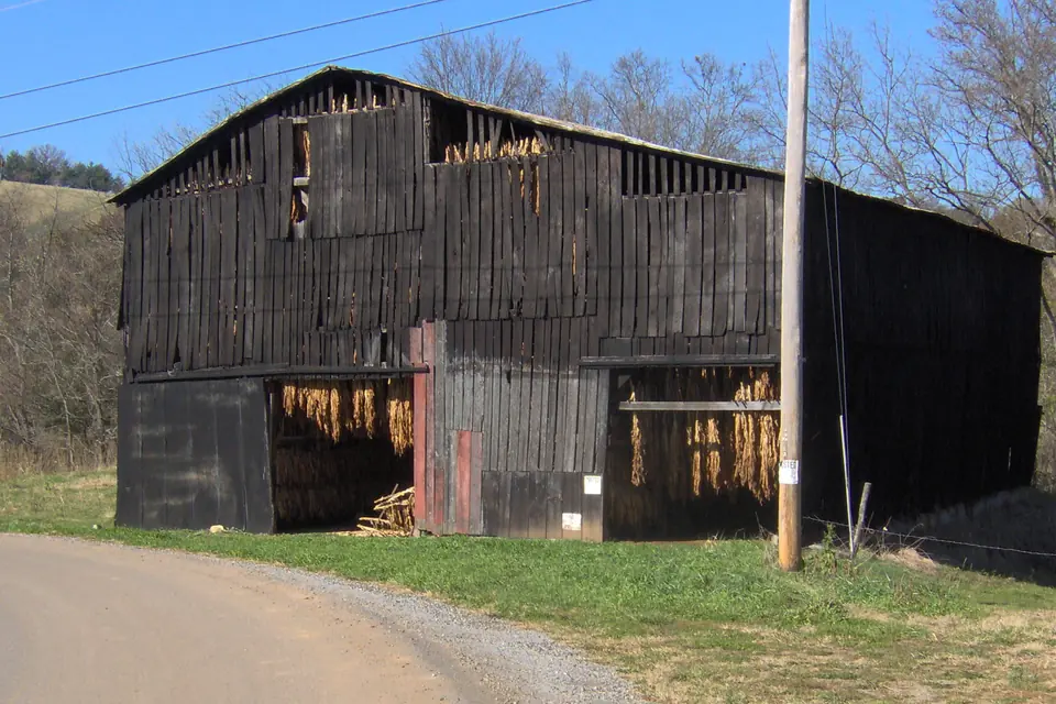 Hand Rolled Cigars vs Machine-Made: What Is the Difference? — weathered wooden tobacco barn with curing leaves visible through open sides